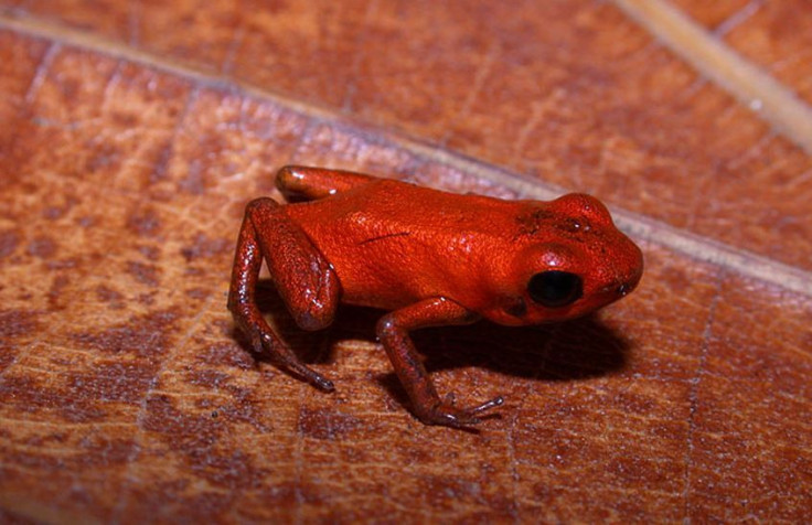 poisondartfrog