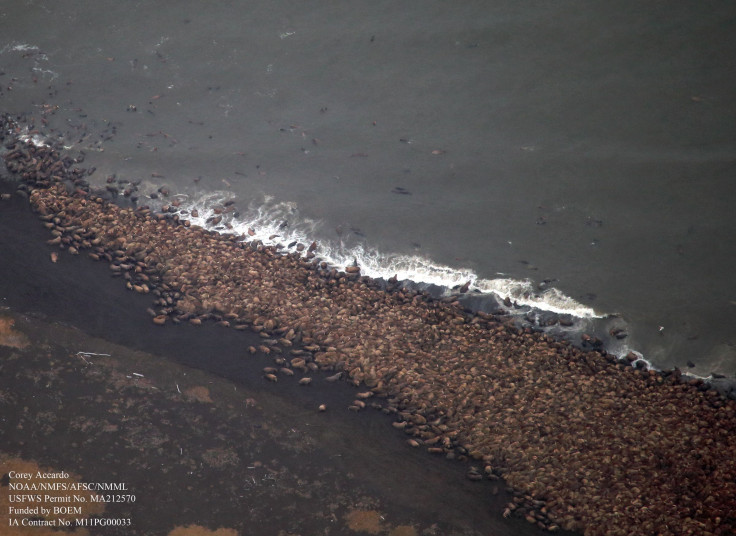 Walrus Haulout Alaska 3