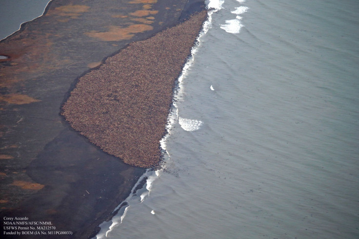 Walrus Haulout Alaska 5