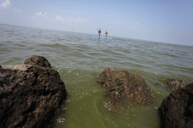 Lake Erie Toxic Algae