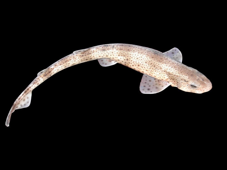 spotted-catshark