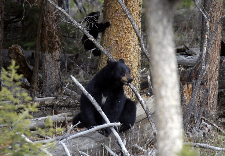 Black Bears