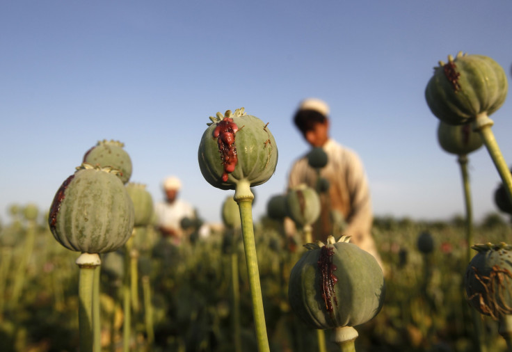 afghanistan poppy