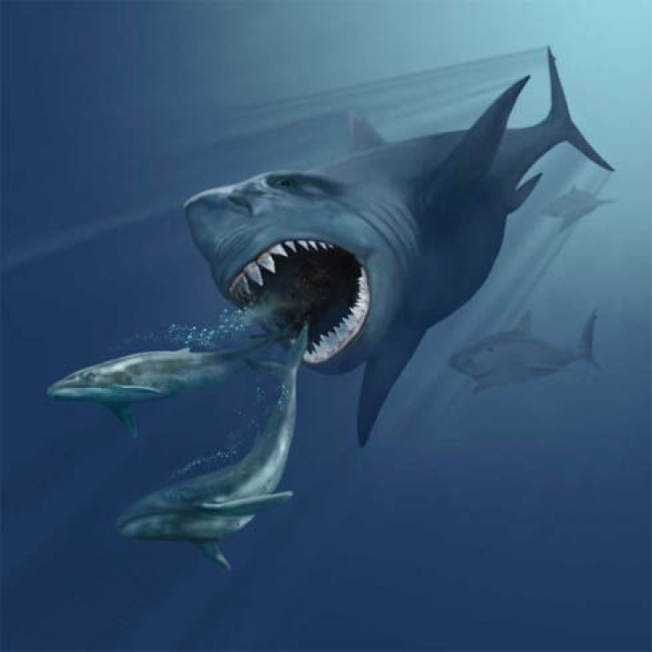 megalodon-1