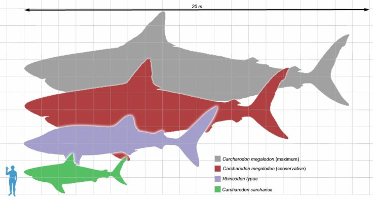 megalodon-2