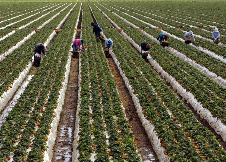 strawberry field in Ventura County