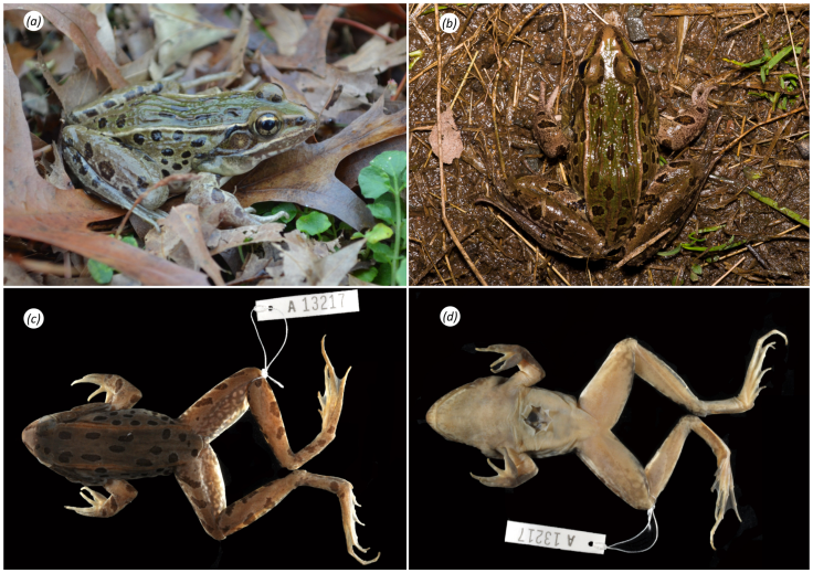 new_leopardfrog_species