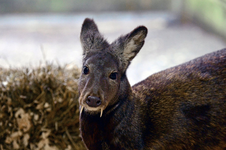 fang-deer