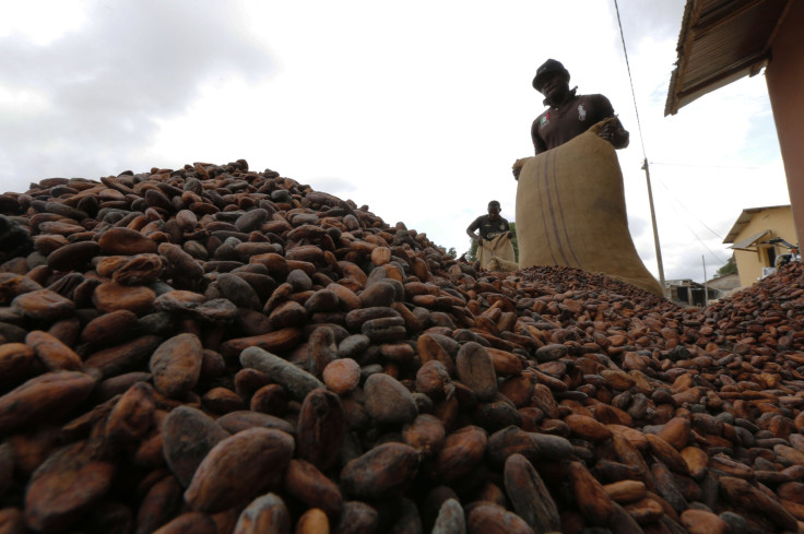 Cocoa Production