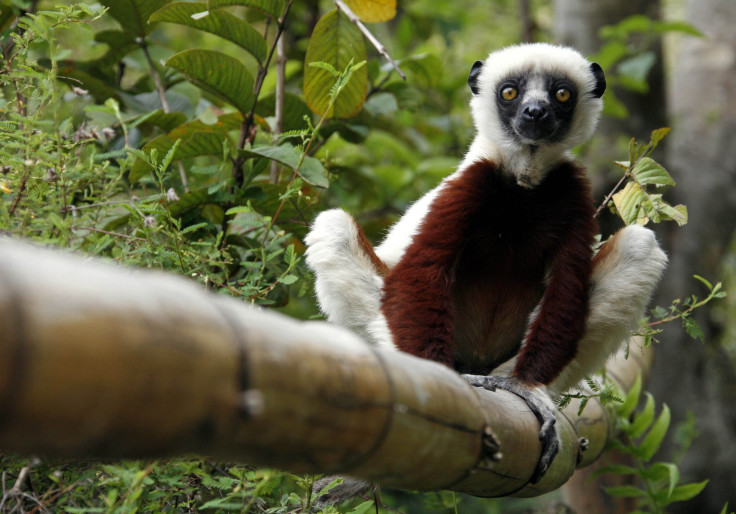 Lemur