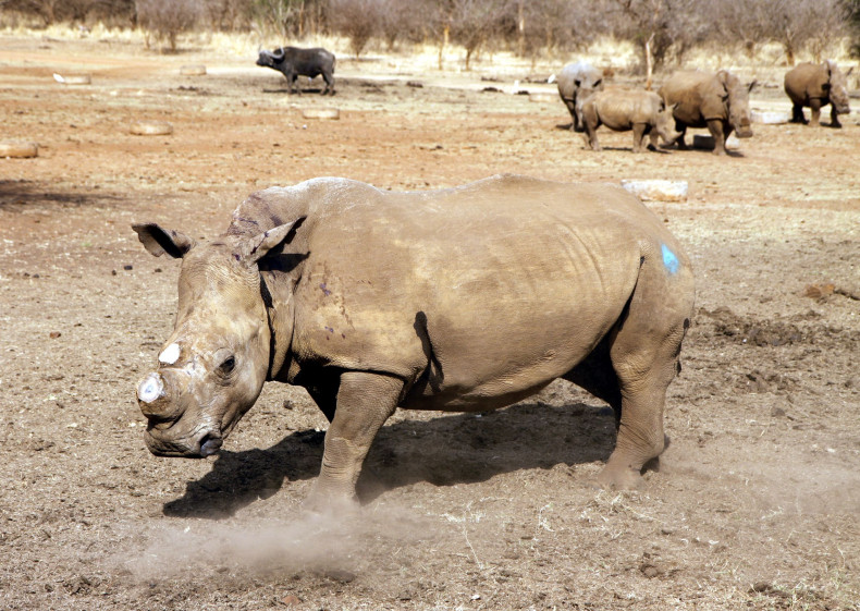 Rhino africa
