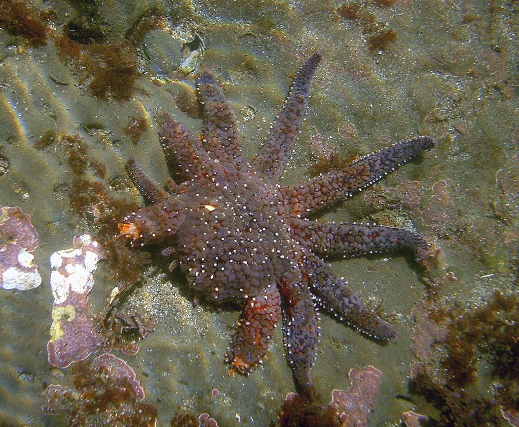 Mystery Of Sea Star Wasting Syndrome Solved After Scientists Identify ...