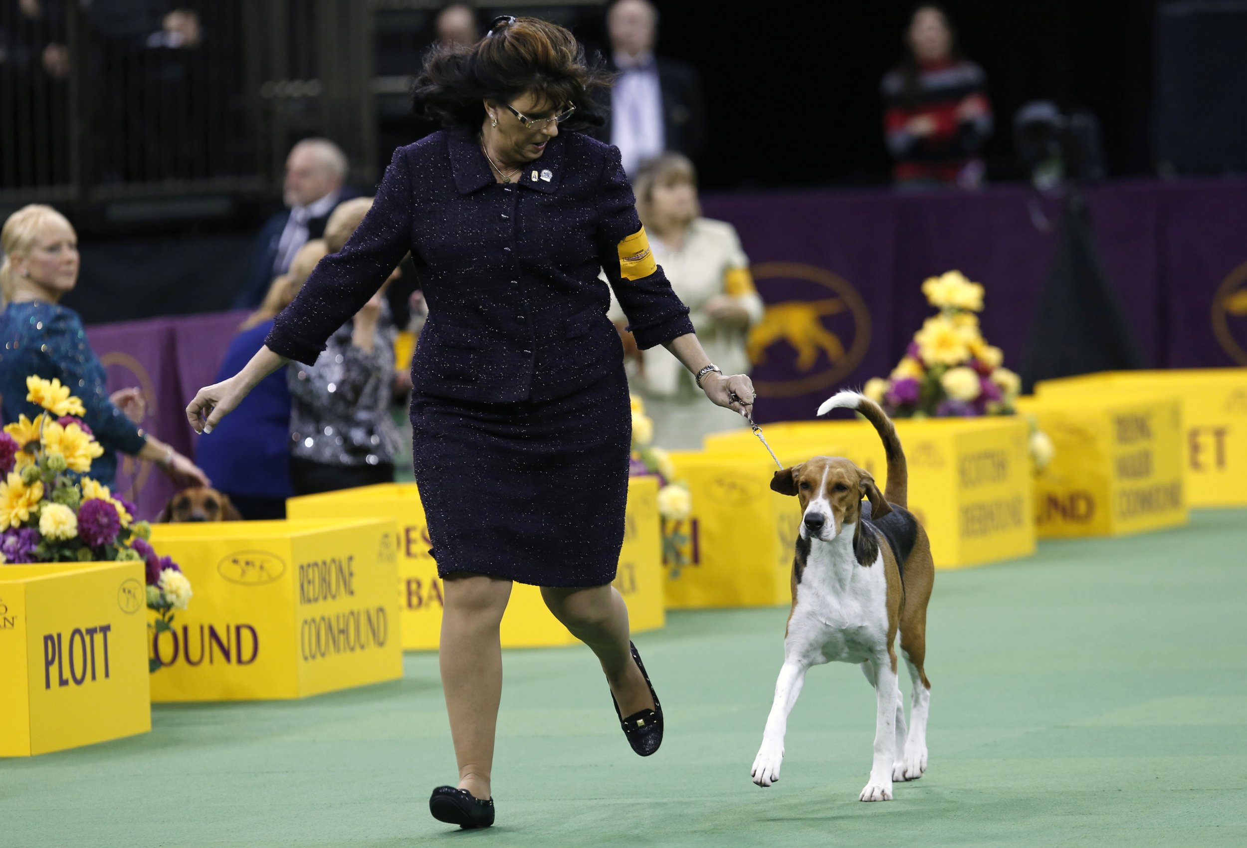 National Dog Show 2014 When And Where To Watch On TV, Live Stream For 13th Annual Thanksgiving Day Special IBTimes