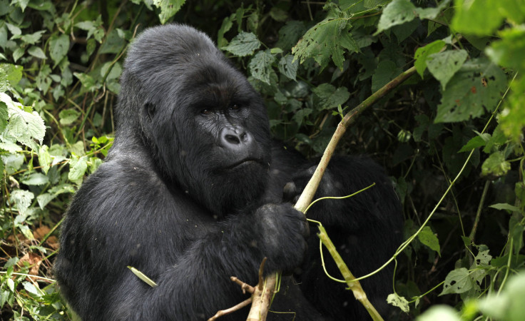 Virunga Gorilla