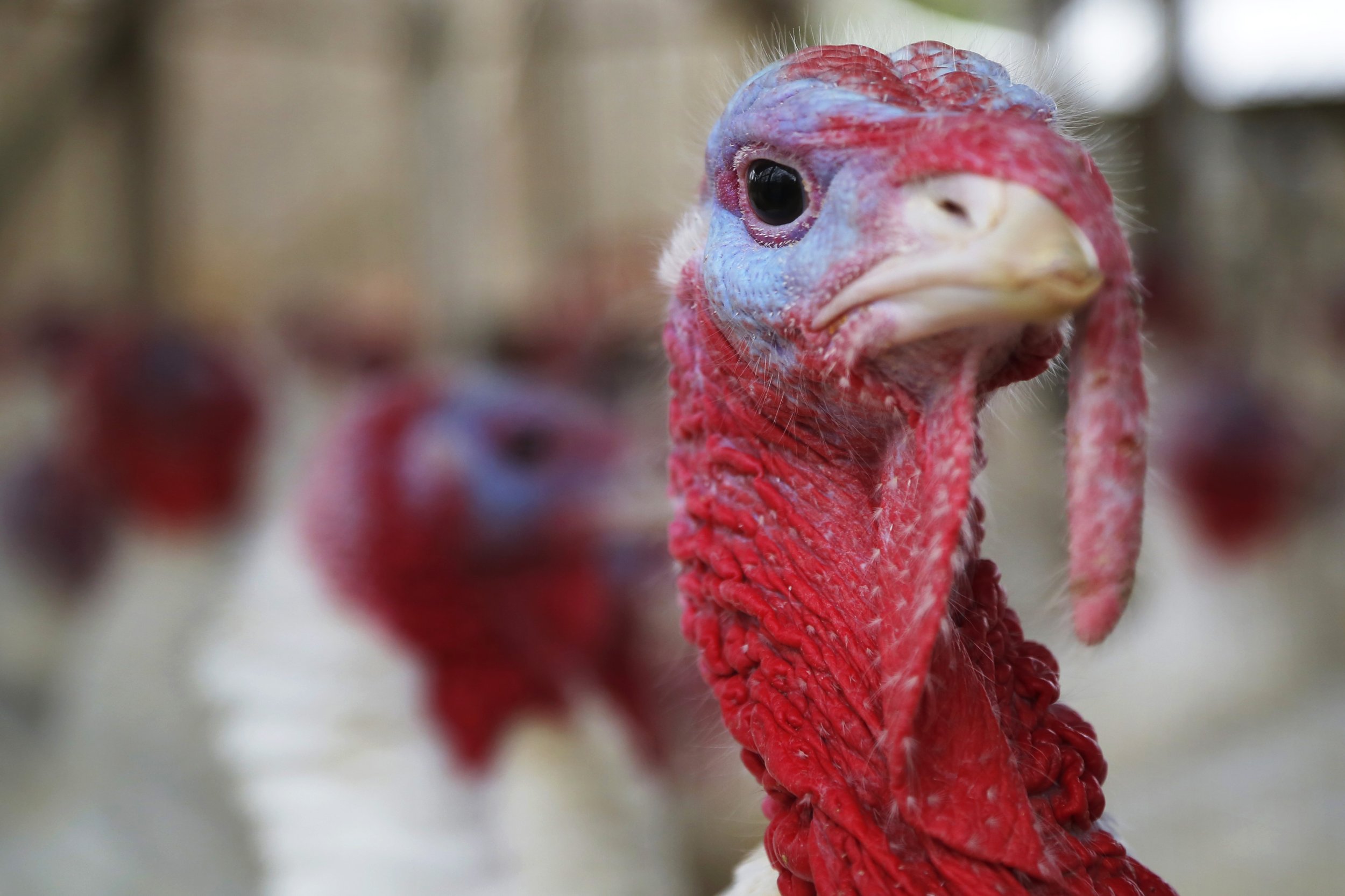 thanksgiving-turkey-2014-what-is-the-difference-between-dark-meat-and-white-meat