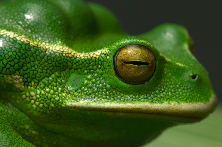 frog eye