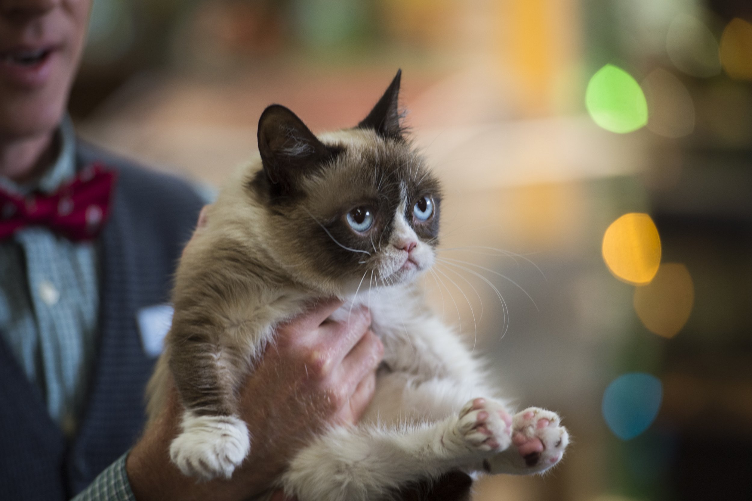 Grumpy Cat is dead, but will live on through AI