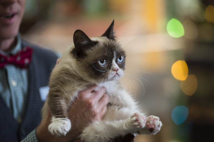 grumpy cat's worst christmas