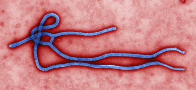 CDC WHO Ebola