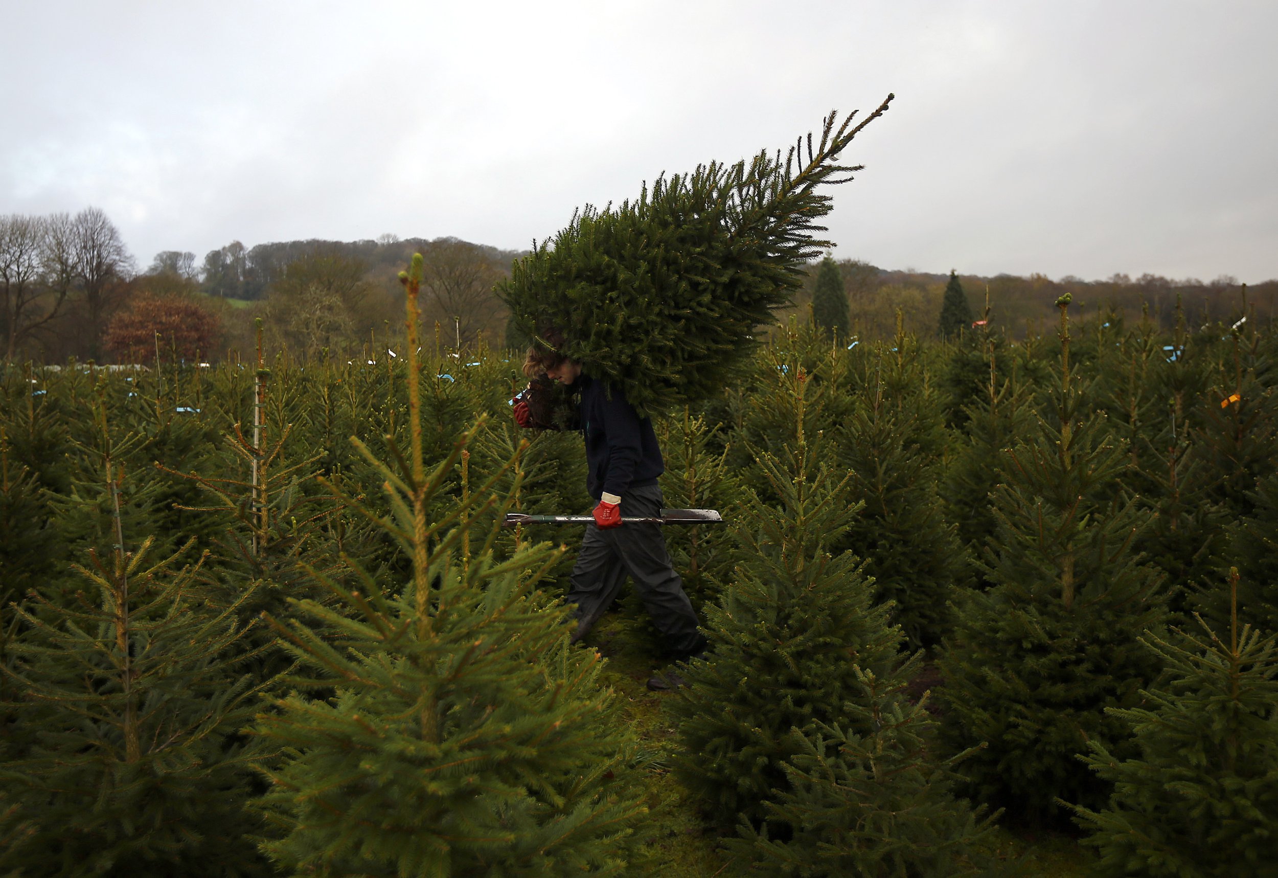 how-to-buy-a-real-christmas-tree-purchase-and-care-tips-to-make-sure