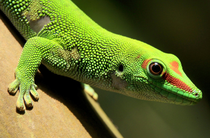 Gecko lizard