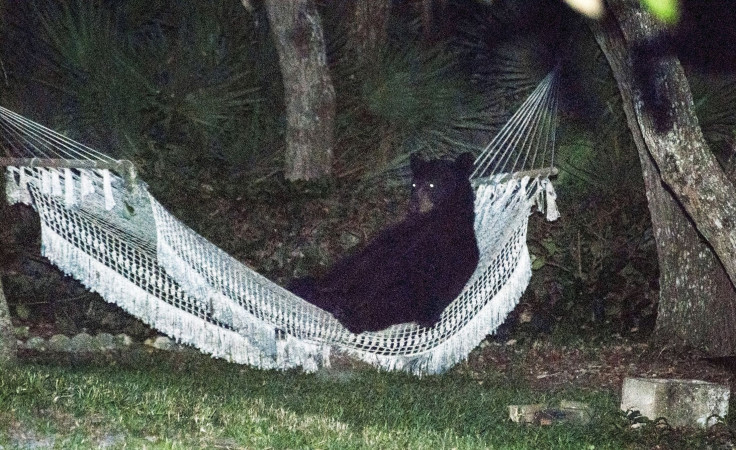 Black Bear in Florida