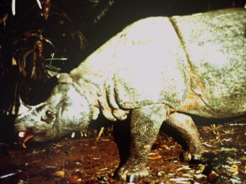 Video of the almost extinct Javan rhinos emerges | IBTimes