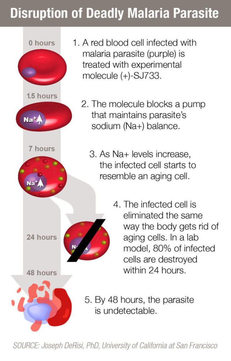 malaria-graphic