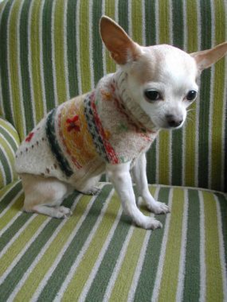 DIY Dog Sweater