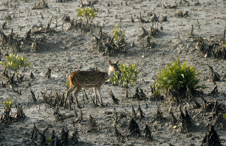 sundarbans