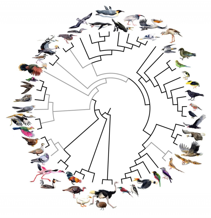 birds_genome_familytree