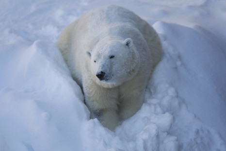 Polarbear_arctic