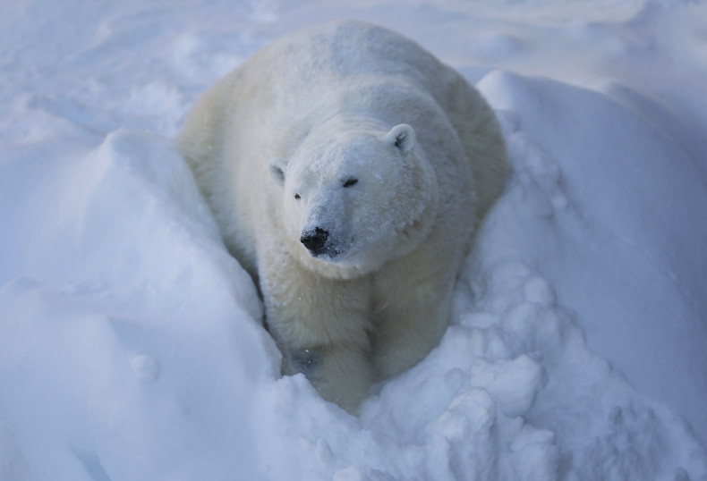 Polarbear_arctic