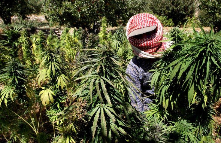 marijuana-farmer-lebanons-bekaa-valley-ramzi-haidar-afp-getty-images