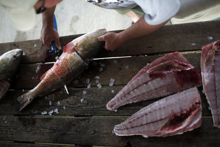 Deepwater Horizon Gulf of Mexico fish