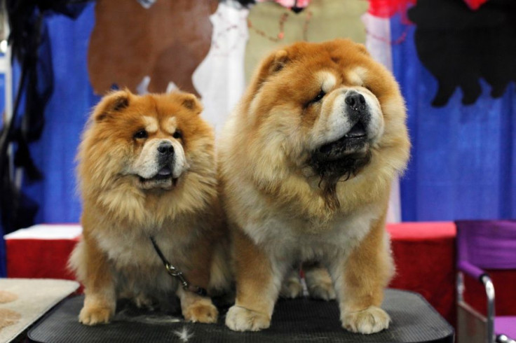 Chow Chow