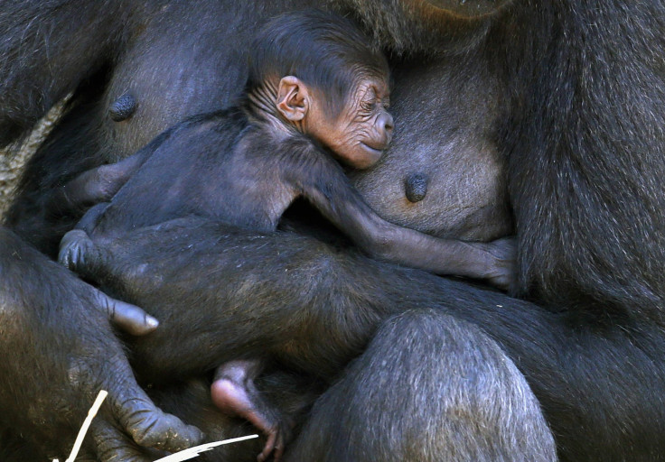 Western Lowland Gorilla, Oct. 31, 2014