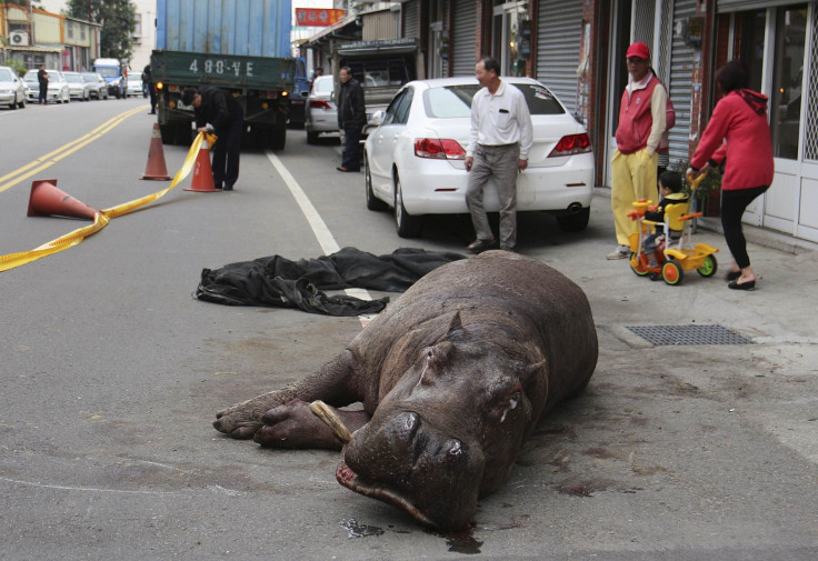 Taiwan hippo death