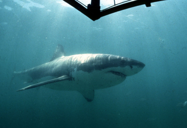 Great White Shark