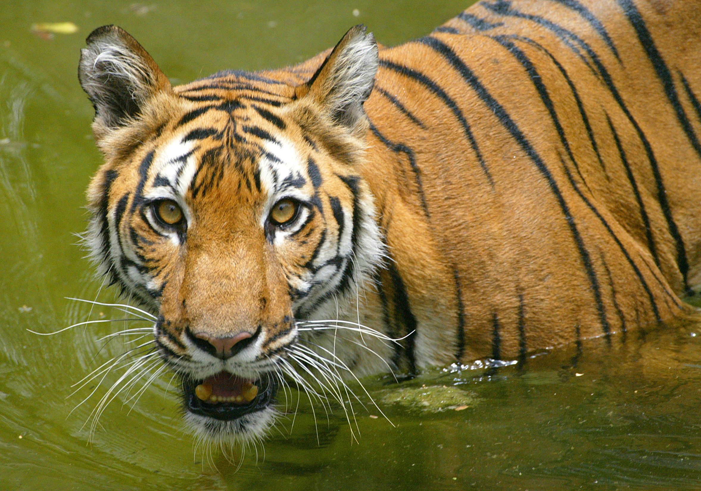 Chinese Man Jailed 13 Years For Eating Tigers Ibtimes