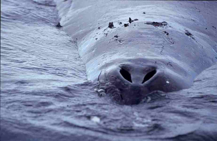 bowheadwhale