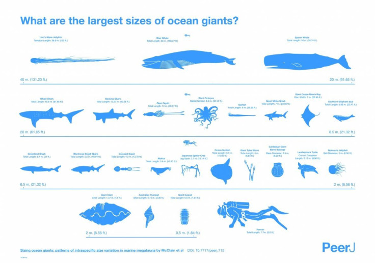 giant_ocean_animals