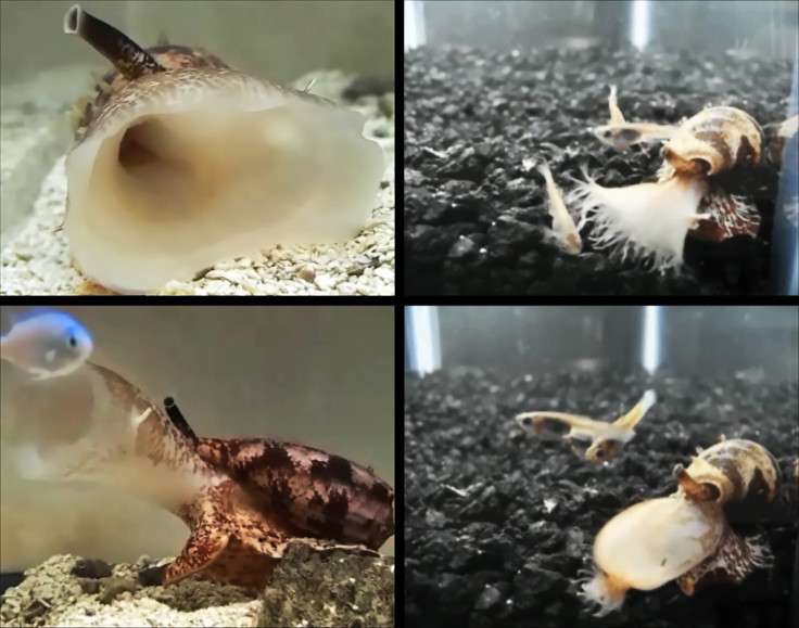 sea-snails