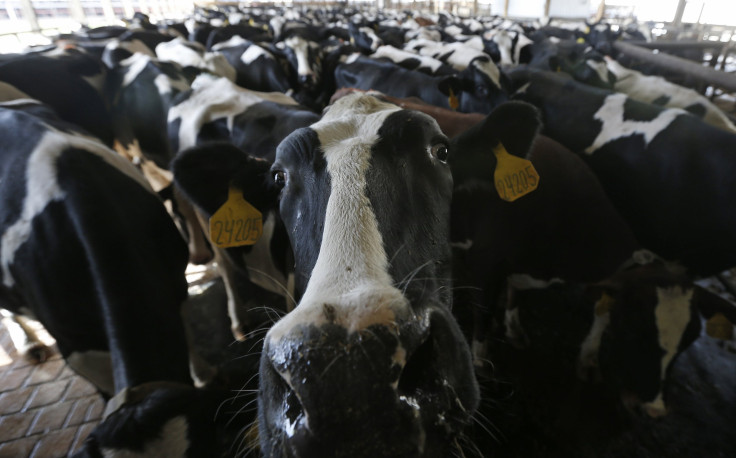 Indiana Cow Farm