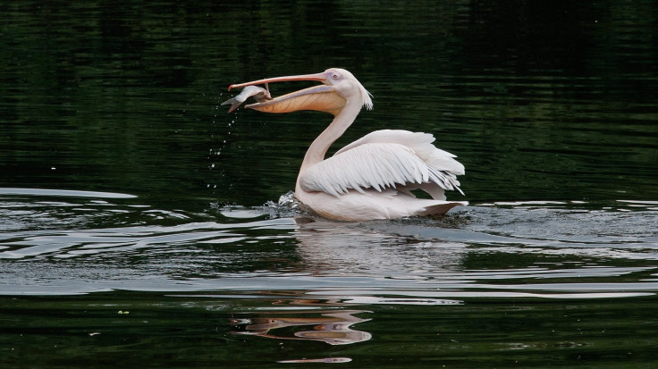 Florida Pelican attacks