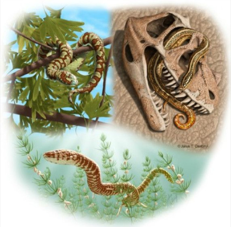 snake-fossil