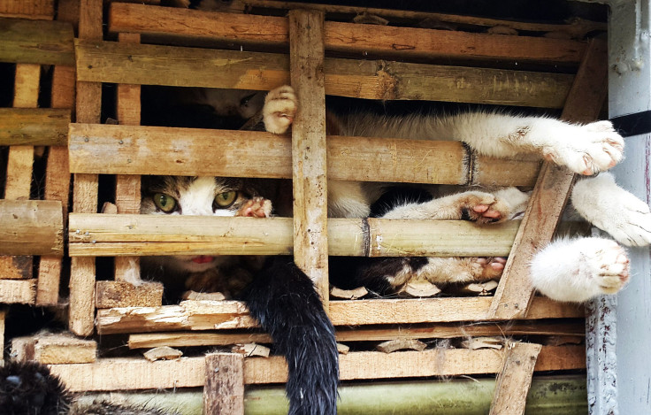 vietnam cat