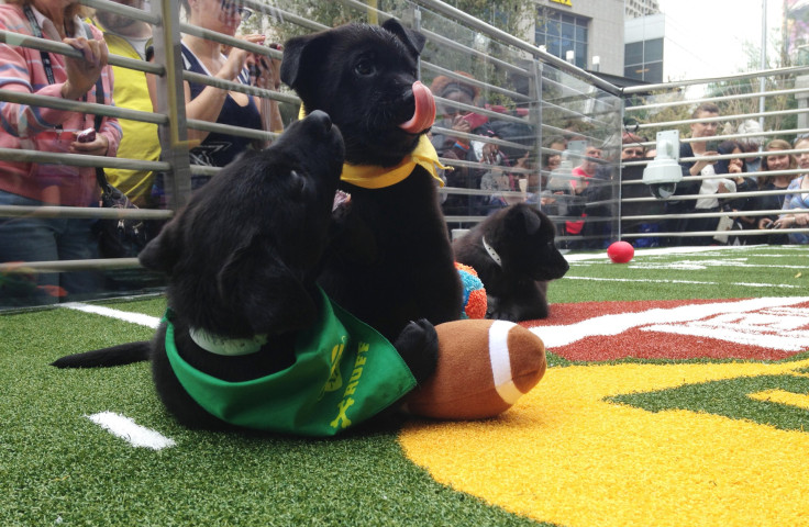 Puppy Bowl