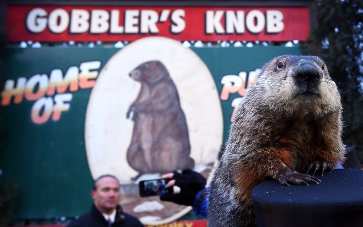 Groundhog Punxsutawney Phil