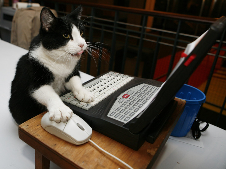 Cat Using Computer